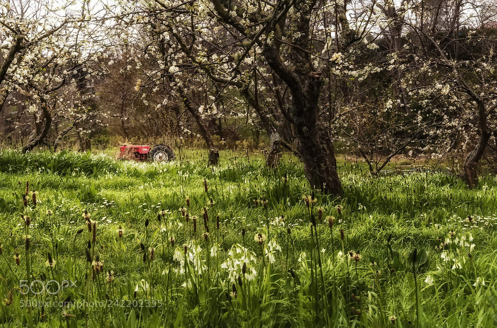 Nikon D700 sample photo. Orchard after the rain photography
