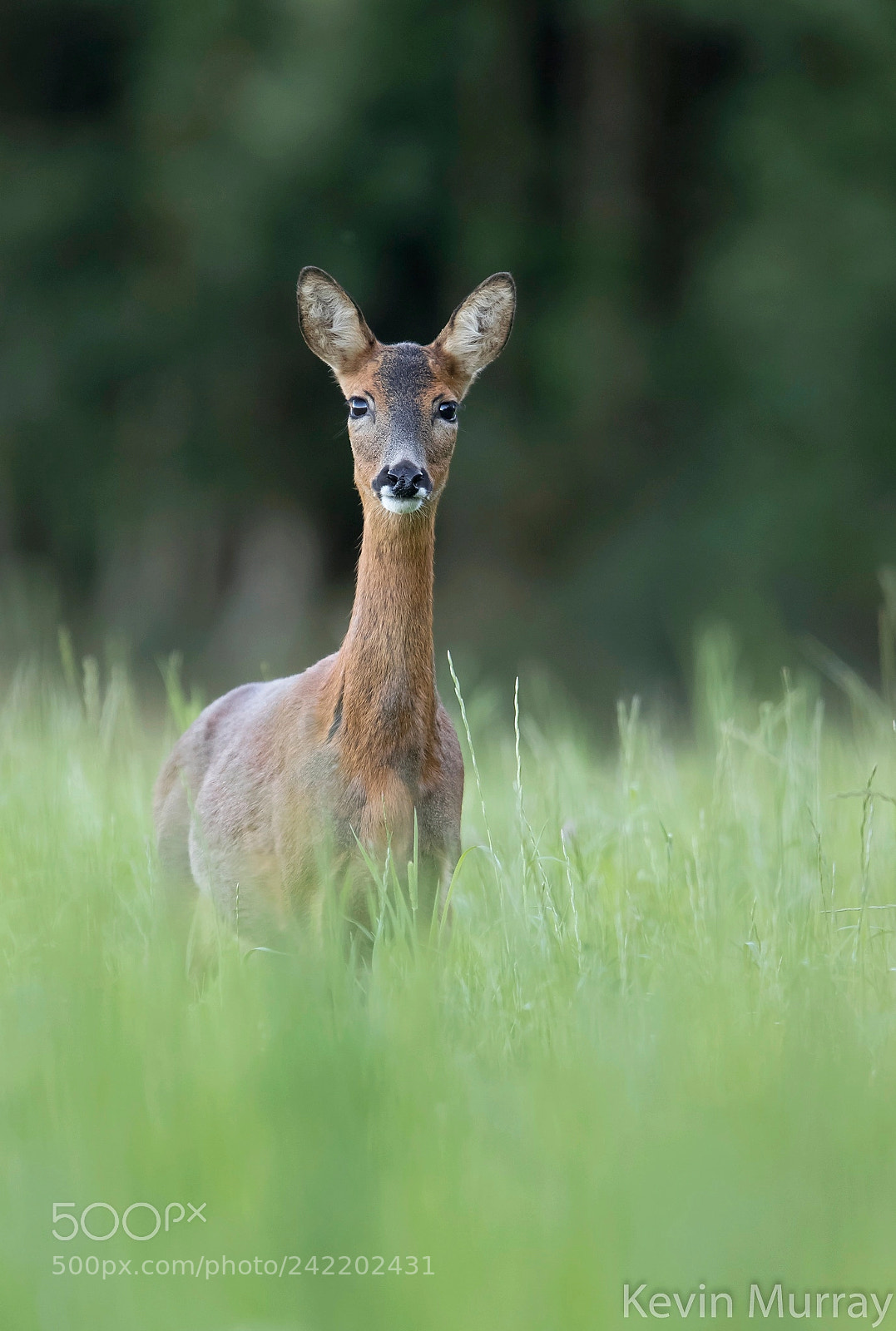 Canon EOS 7D Mark II sample photo. Roe doe photography