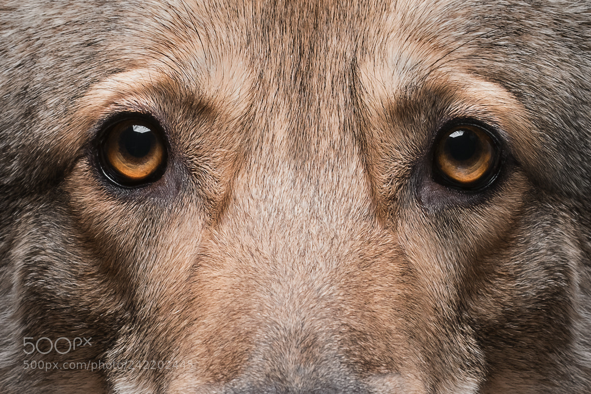Fujifilm X-T2 sample photo. Close-up of wolfdog photography