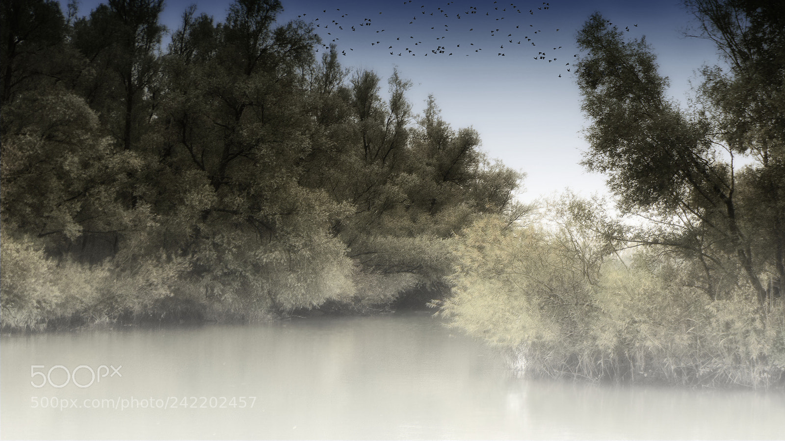 Panasonic Lumix DMC-FZ200 sample photo. Dordtse biesbosch photography
