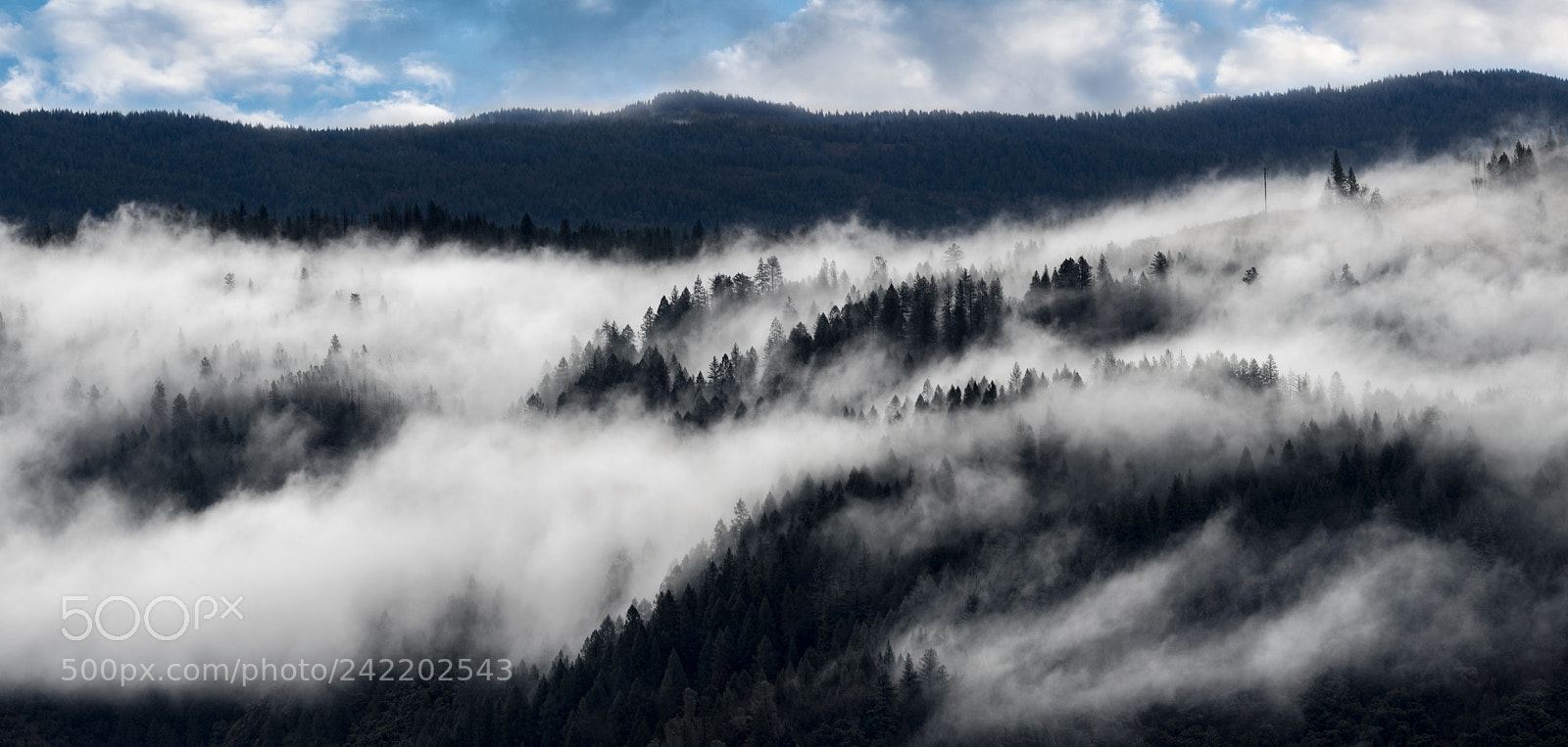 Nikon D5 sample photo. Trees in the fog photography