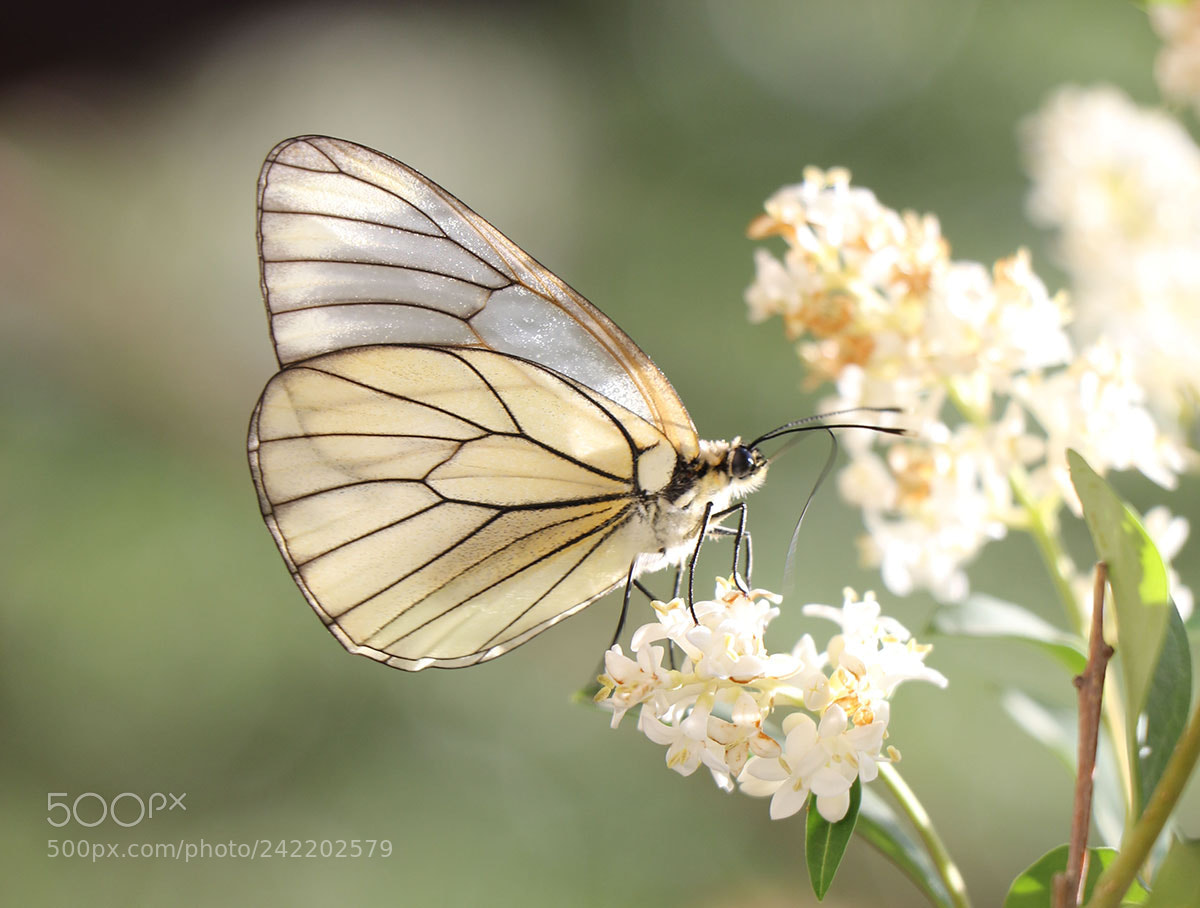 Canon EOS 7D Mark II sample photo. Butterfly photography