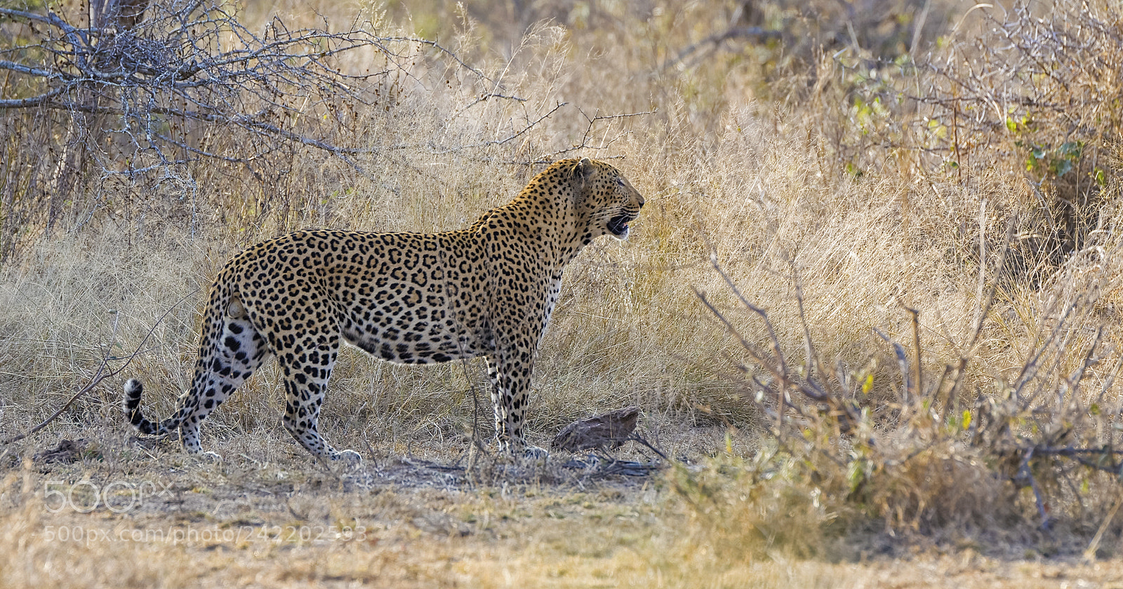 Canon EOS-1D Mark IV sample photo. Male leopad photography