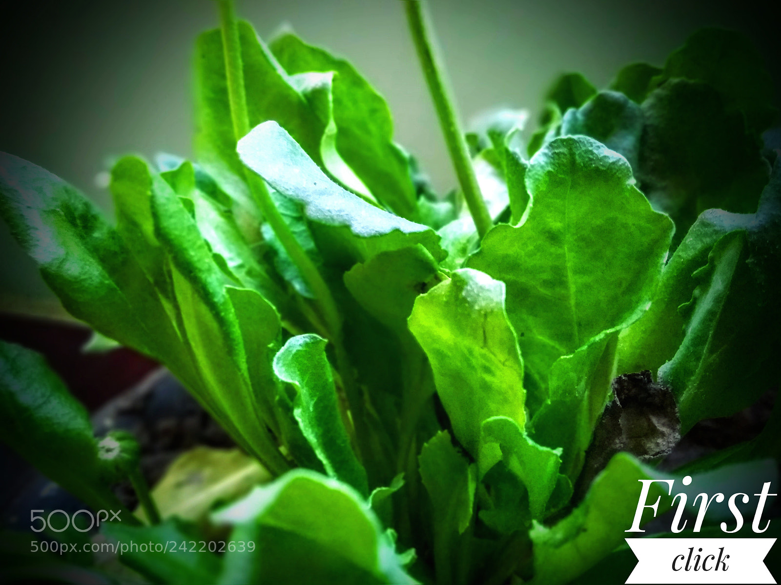 Motorola Moto G (5S) Plus sample photo. Green photography