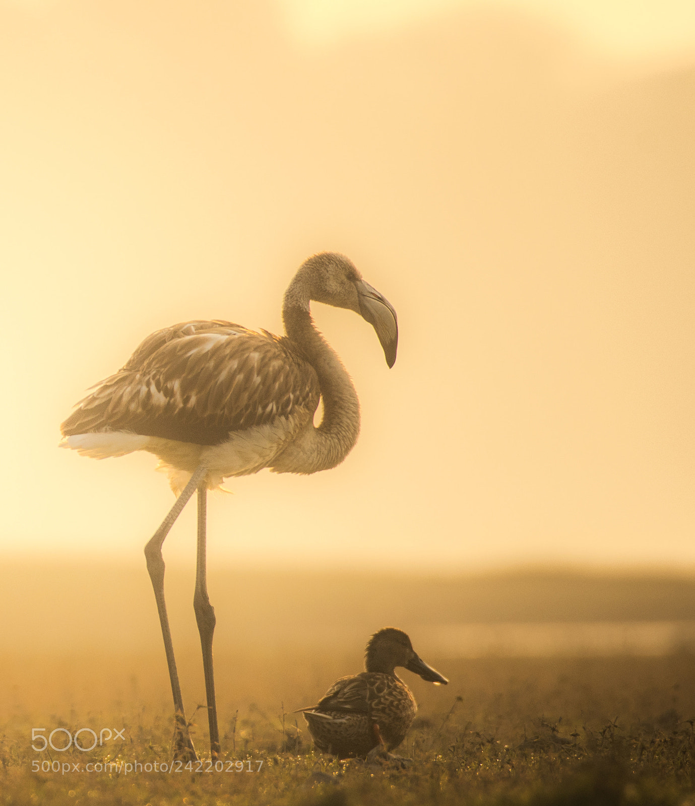 Nikon D500 sample photo. Greater flamingo & northern shoveler photography