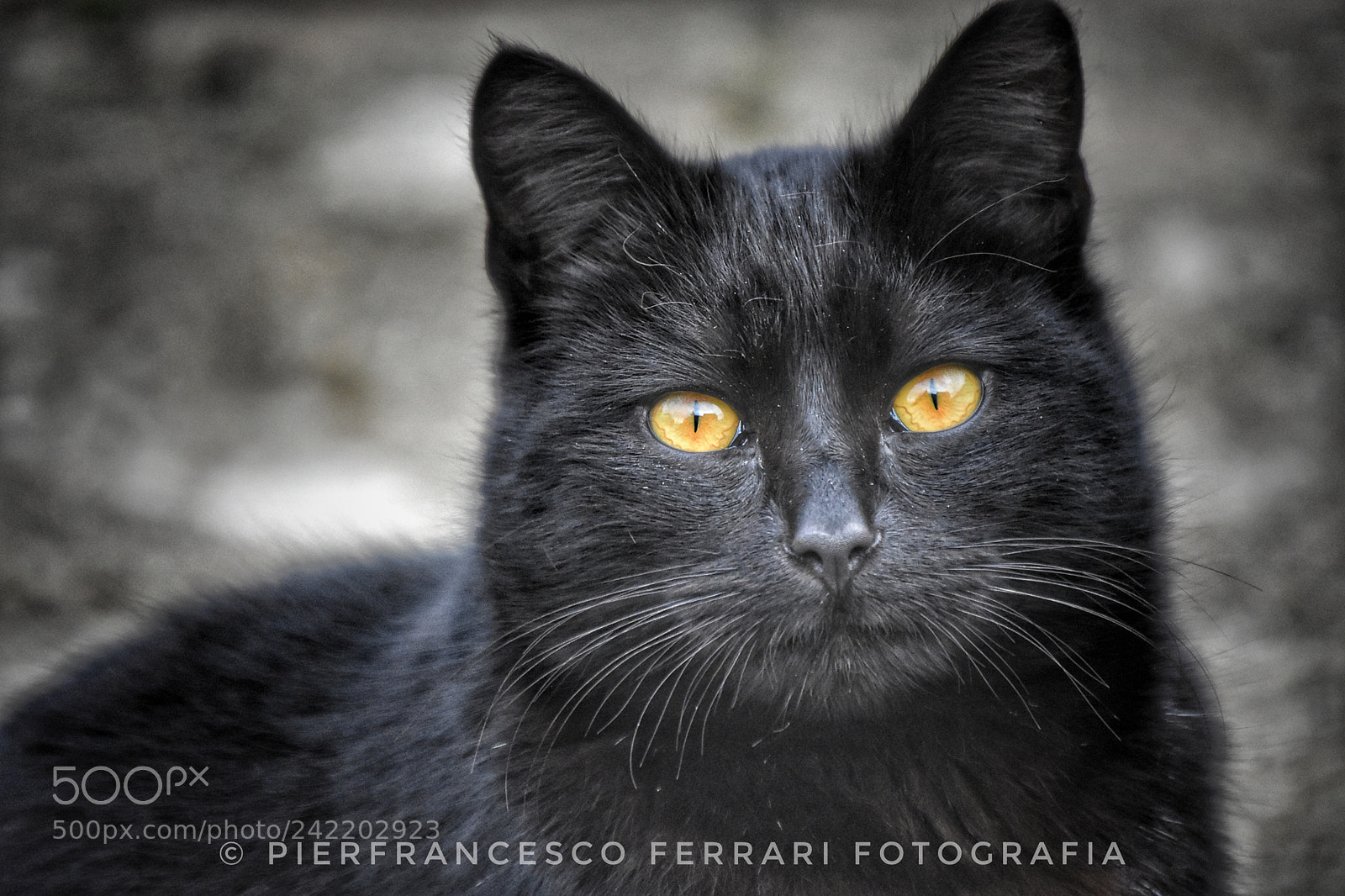 Nikon D7200 sample photo. Buongiorno da me & manuela! photography