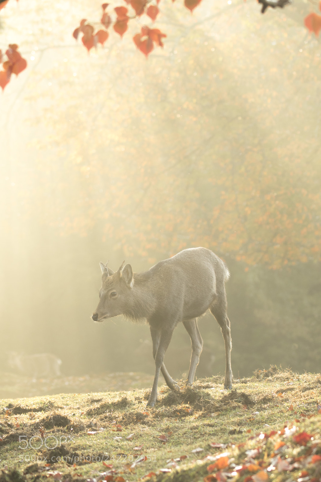Canon EOS 7D Mark II sample photo. Deer in autumn photography