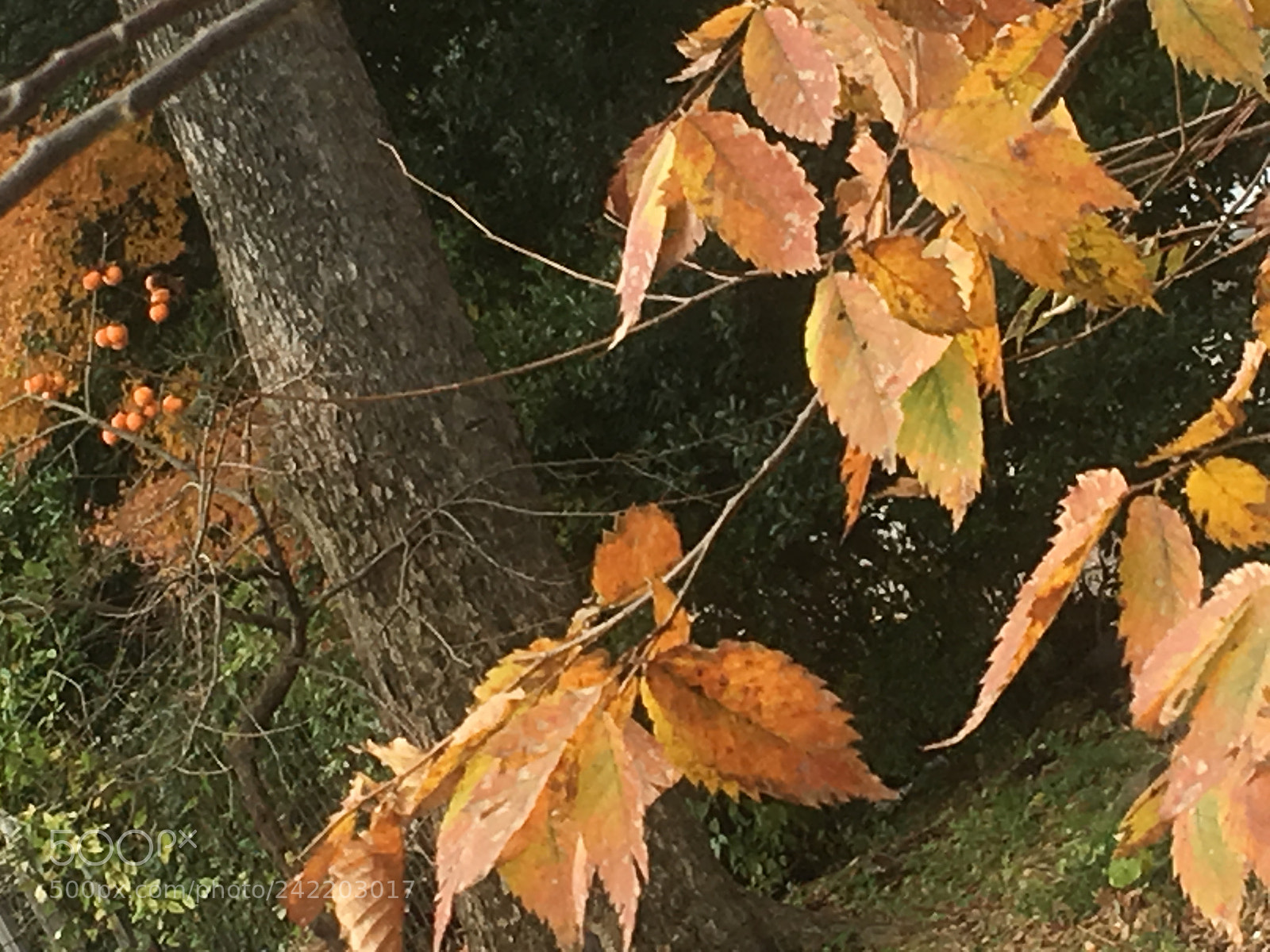 Apple iPhone 6s sample photo. Untitled photography