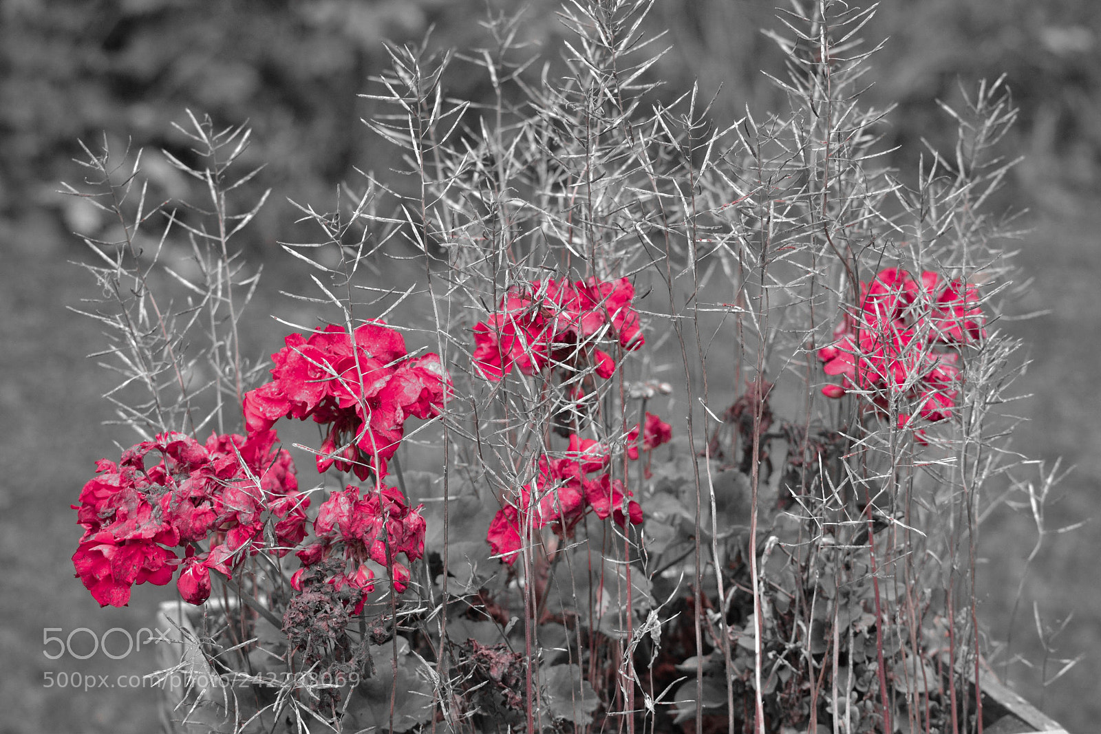 Nikon D3100 sample photo. Red flowers behind brown photography