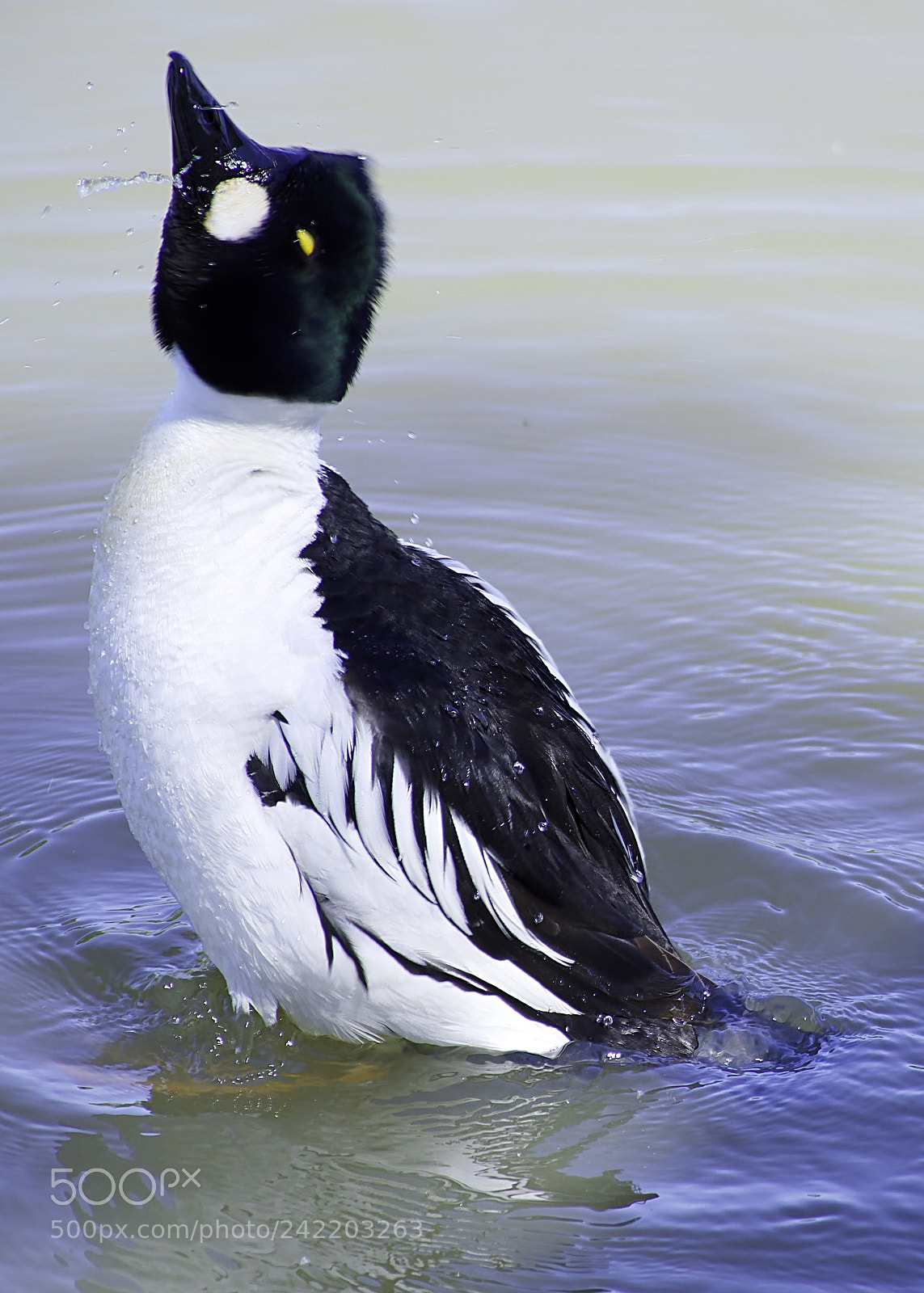 Nikon D7200 sample photo. Shake it off. photography