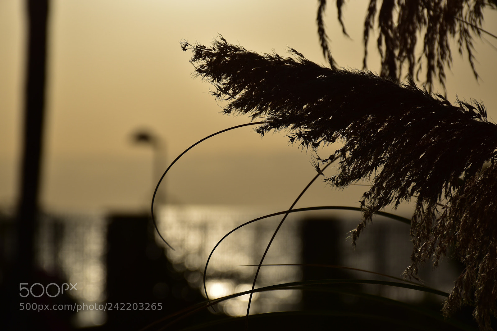 Nikon D5600 sample photo. Sunset silhouette photography