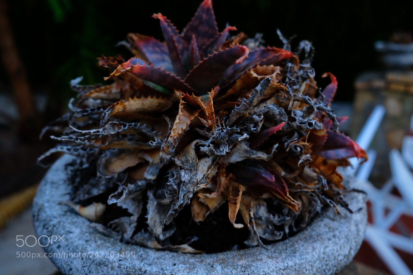Fujifilm X-T2 sample photo. Dscf photography