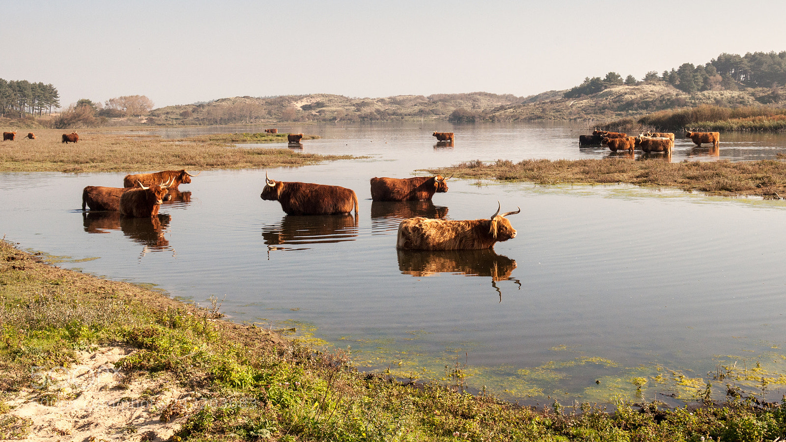 Nikon D90 sample photo. Highland cattle in zuid-kennemerland photography