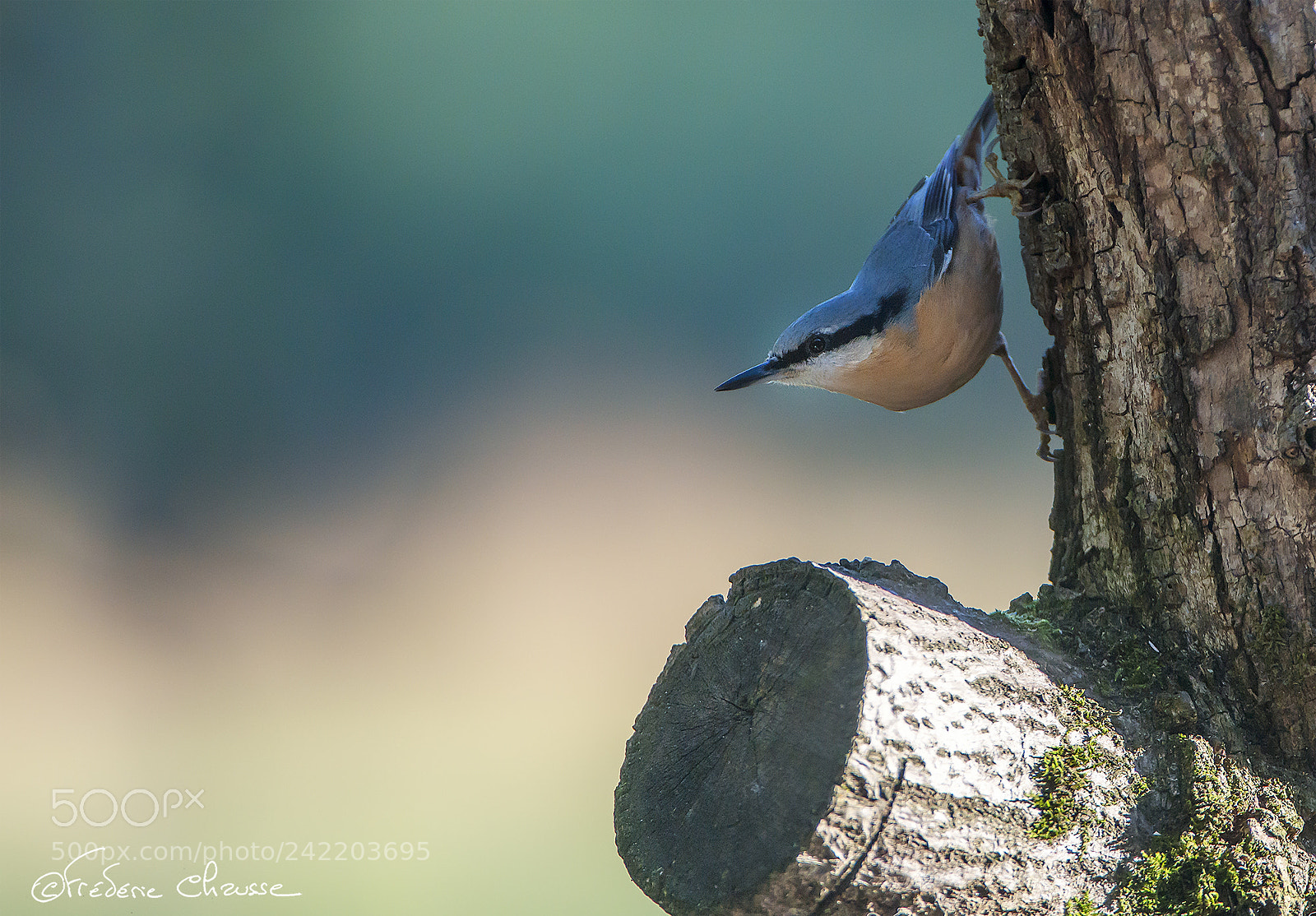 Nikon D800E sample photo. Sitta europaea photography