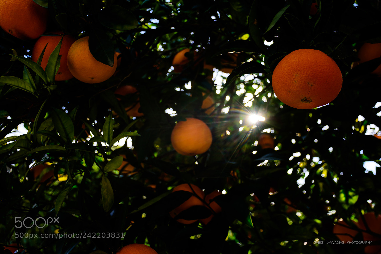 Nikon D7200 sample photo. Oranges photography