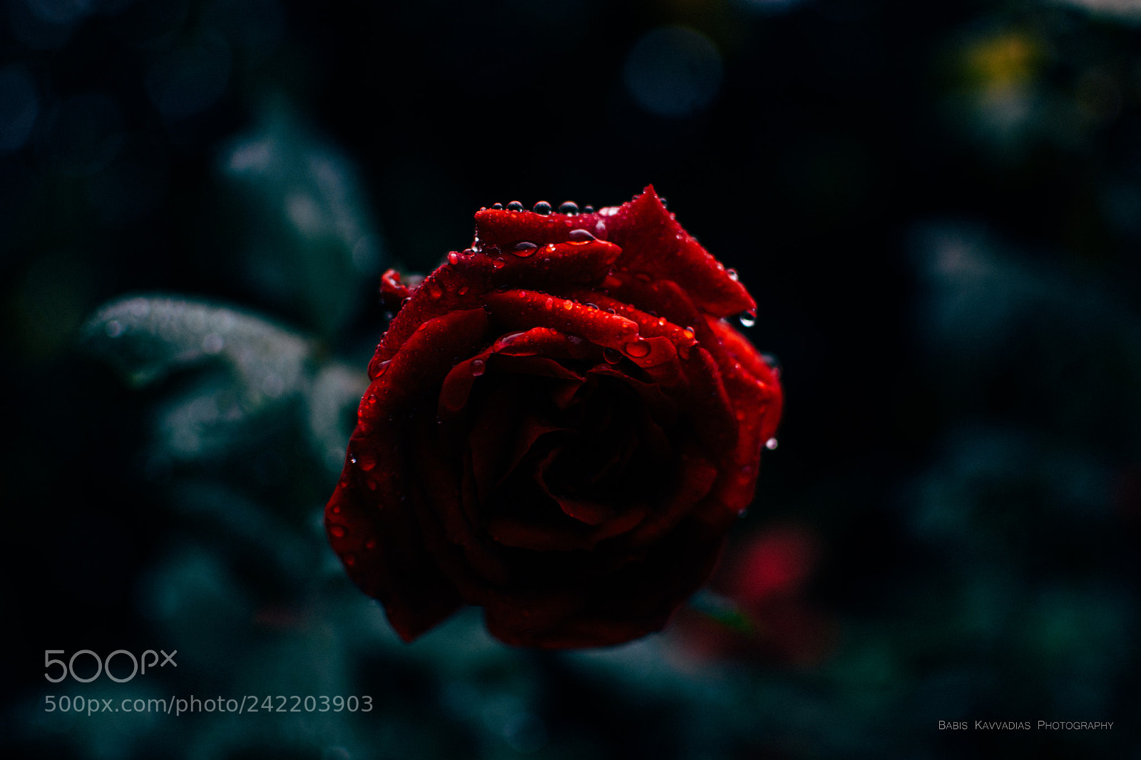 Nikon D7200 sample photo. Rose under rain photography