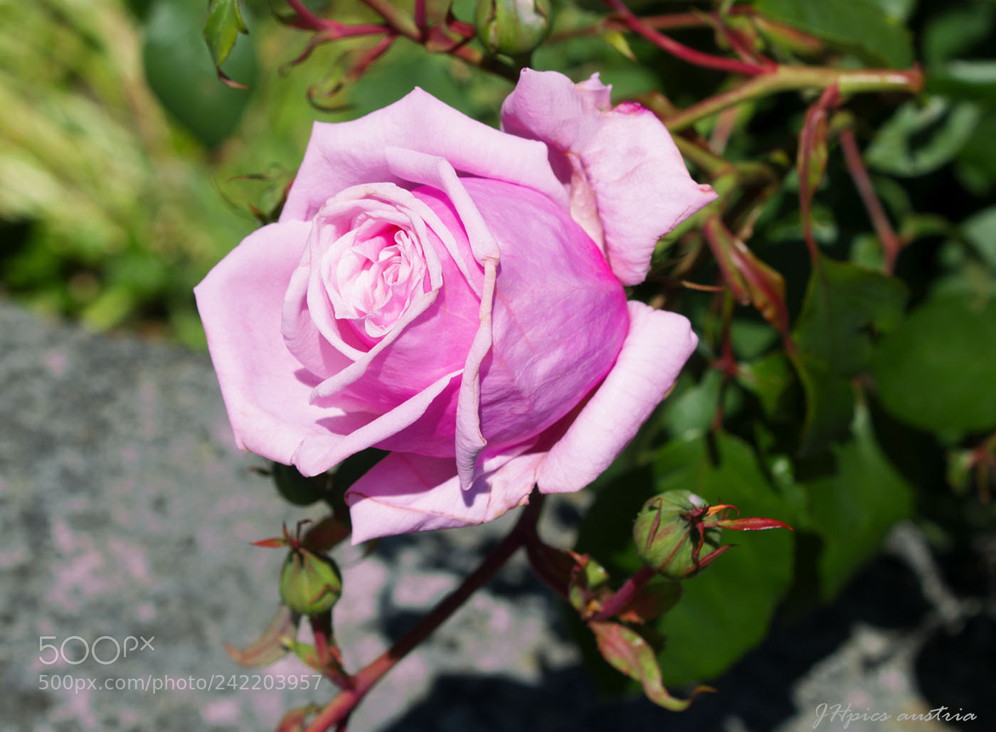 Canon EOS 550D (EOS Rebel T2i / EOS Kiss X4) sample photo. Rose photography