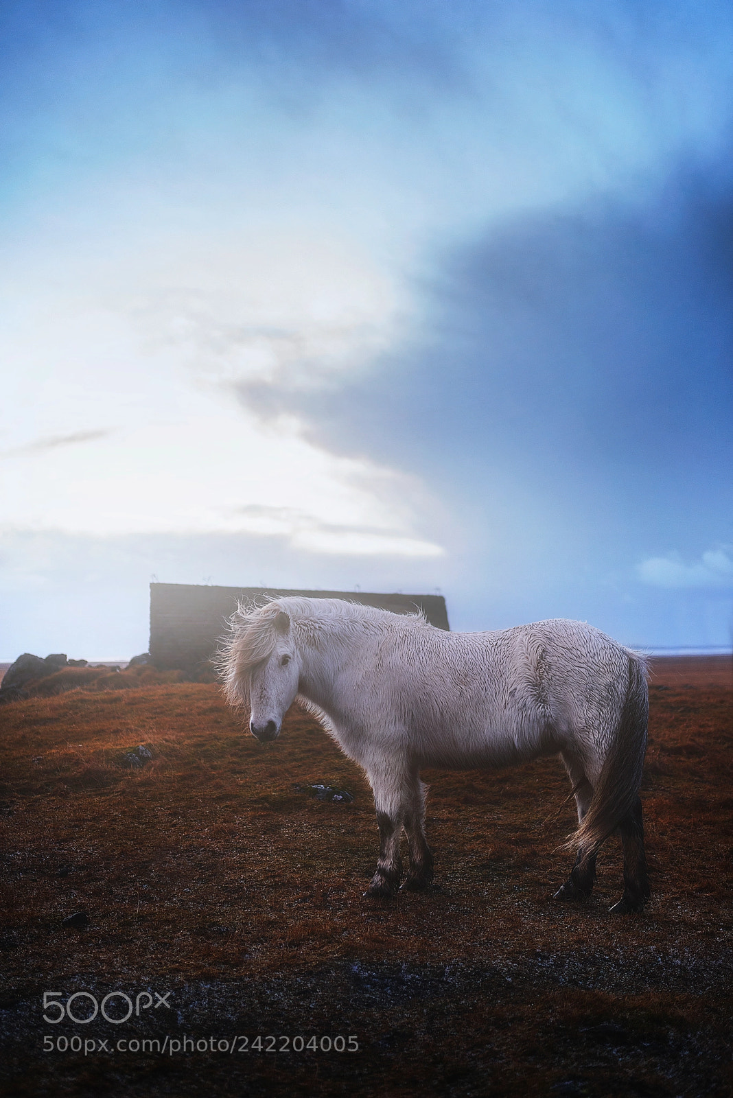 Nikon D810 sample photo. White horse photography