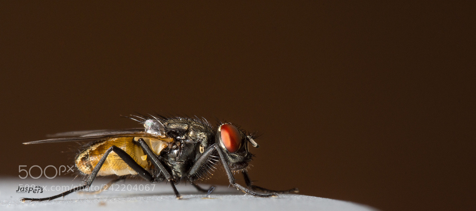 Nikon D7200 sample photo. Fly photography