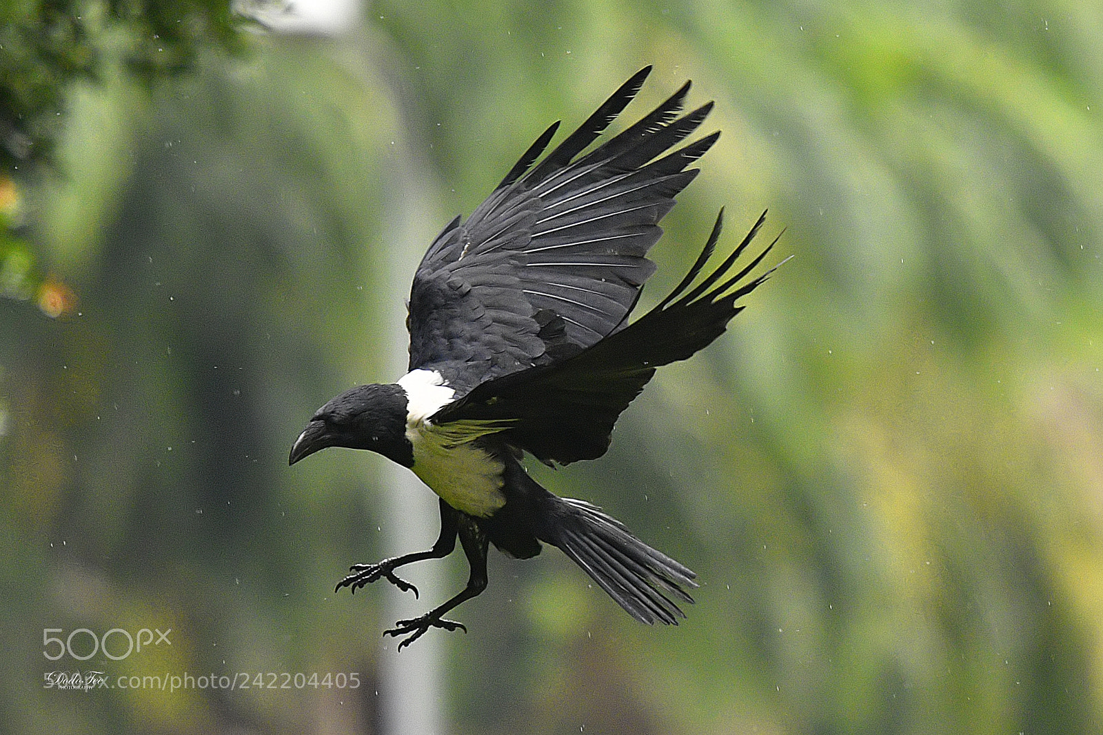 Nikon D500 sample photo. Pied crow photography