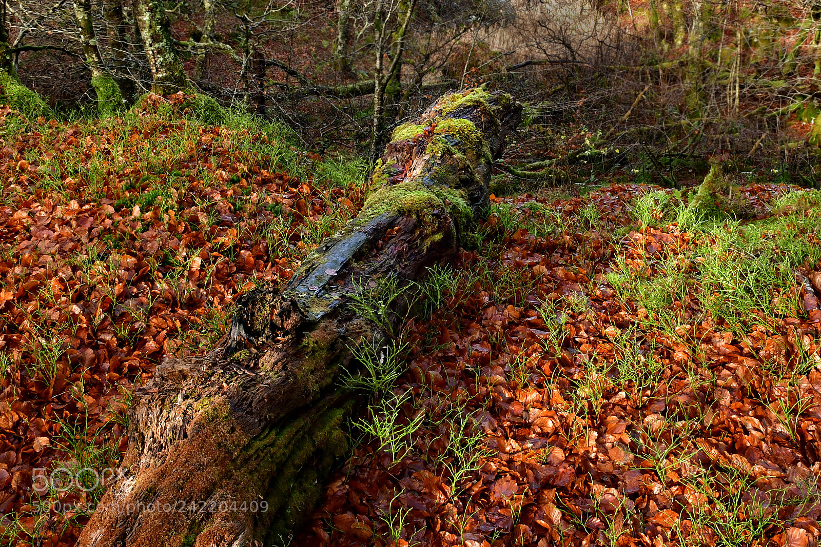 Nikon D500 sample photo. Old tree photography