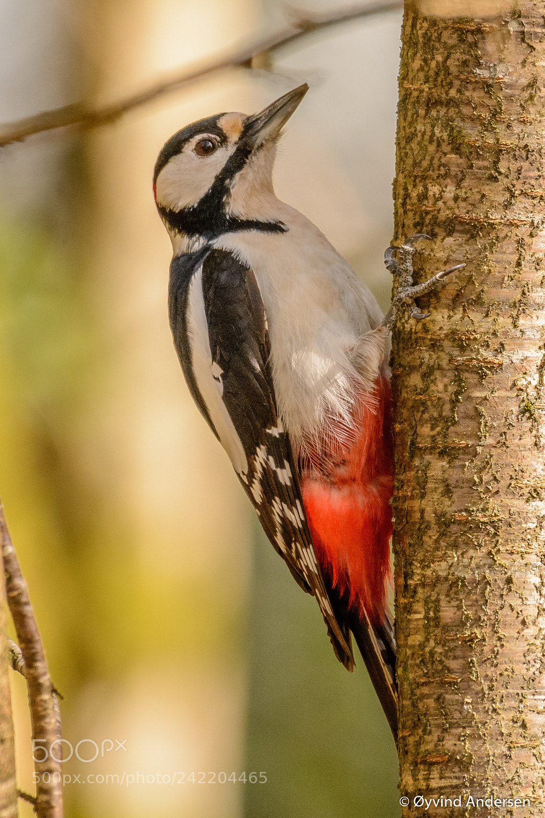 Nikon D7100 sample photo. Great spotted woodpecker photography