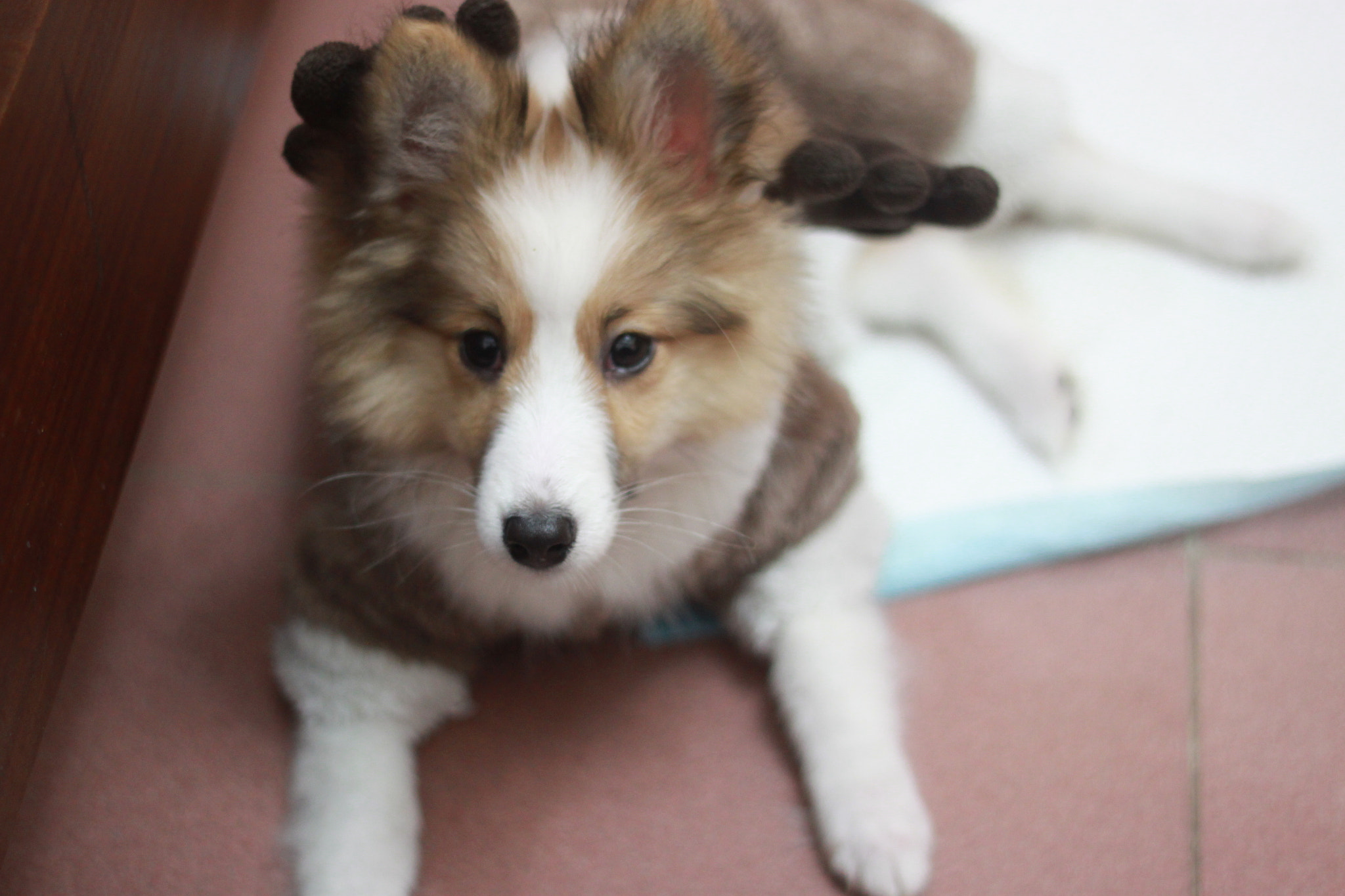 Canon EOS 500D (EOS Rebel T1i / EOS Kiss X3) + Canon EF 50mm F1.8 II sample photo. Lyanna the sheltie photography