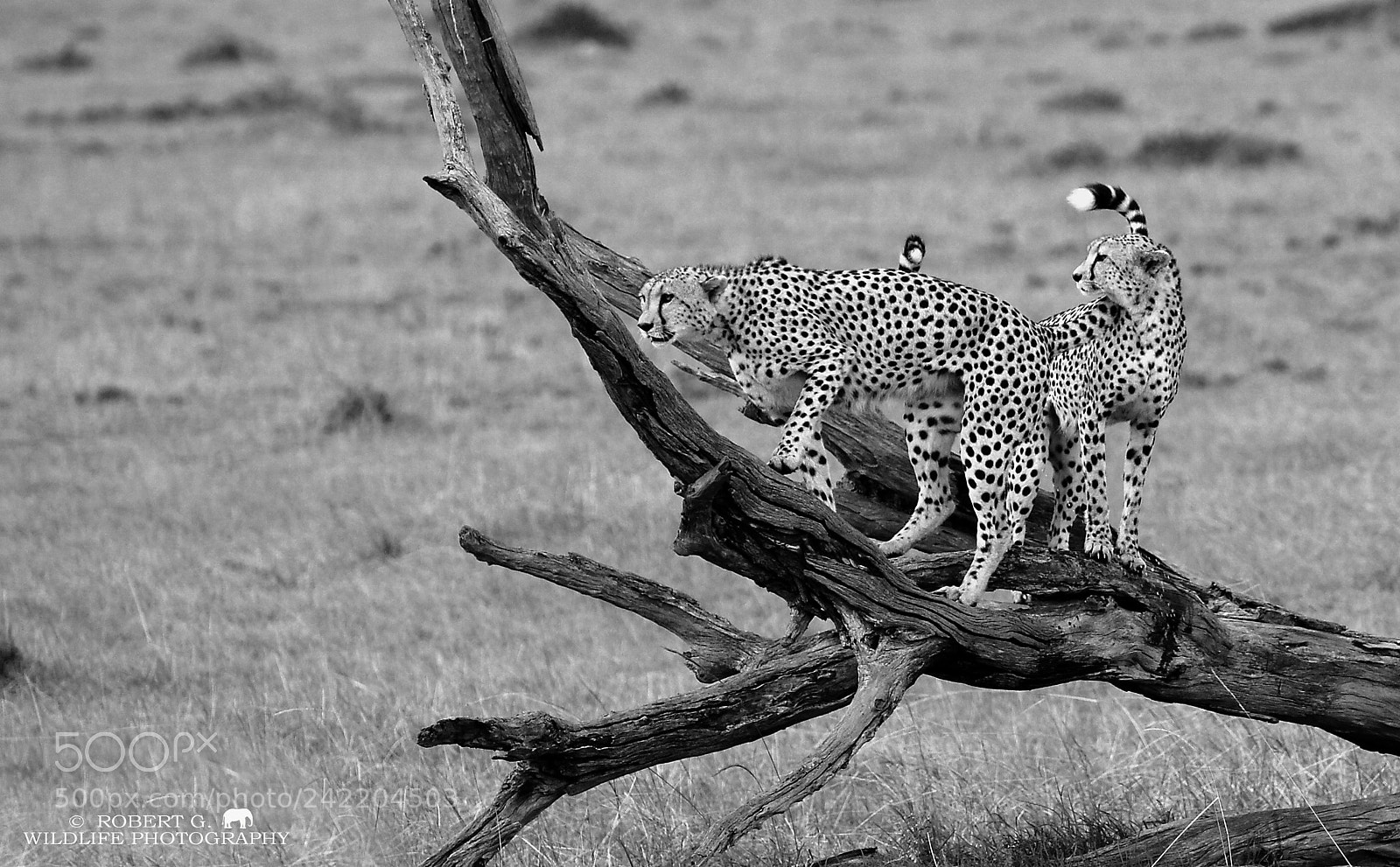 Sony Alpha DSLR-A700 sample photo. Cheetah s b w photography