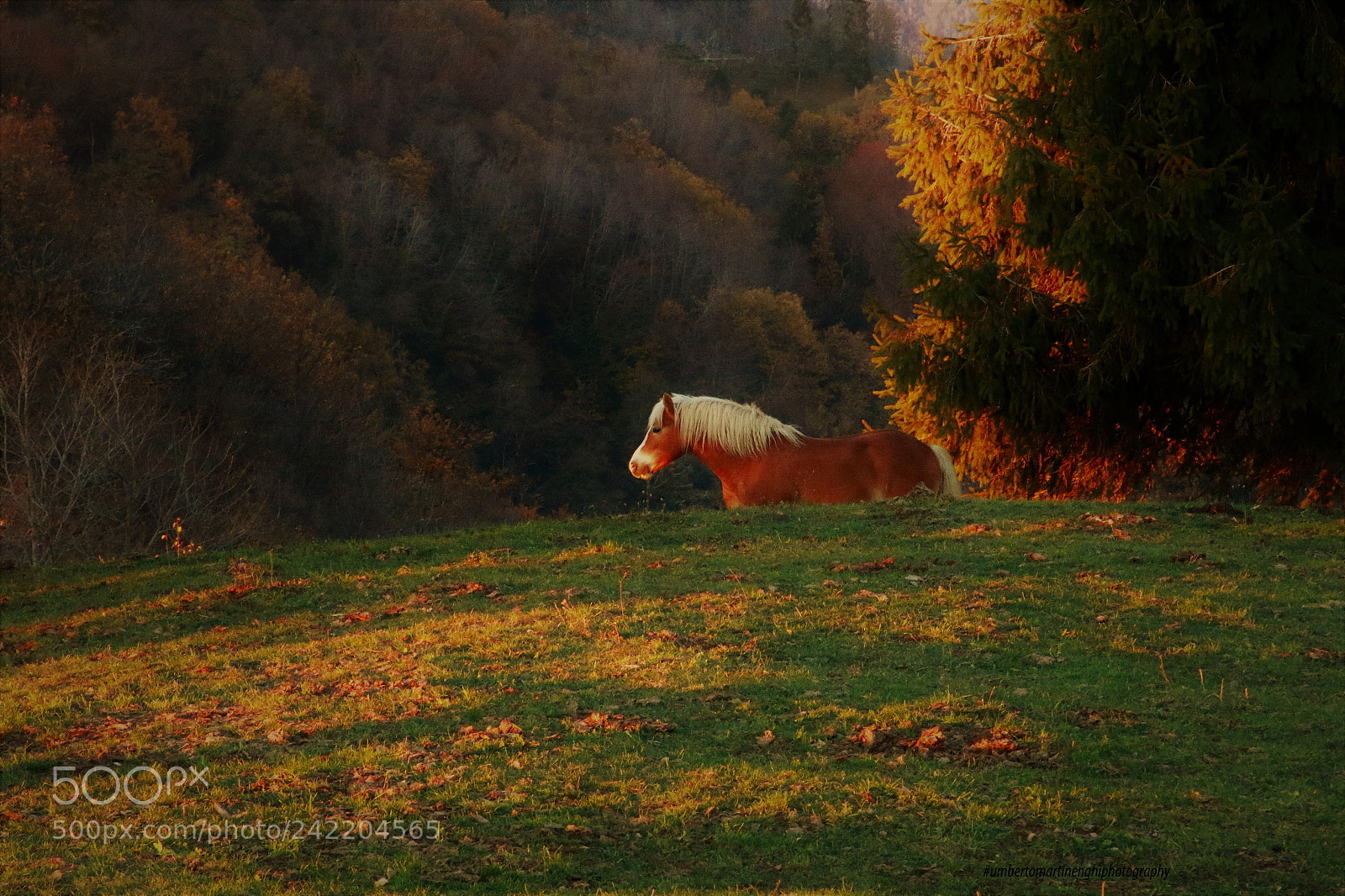 Canon EOS 7D Mark II sample photo. Horse grazing photography