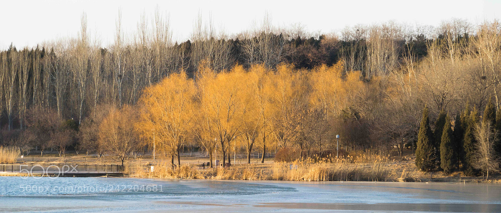 Sony a7R sample photo. Winter feeling photography