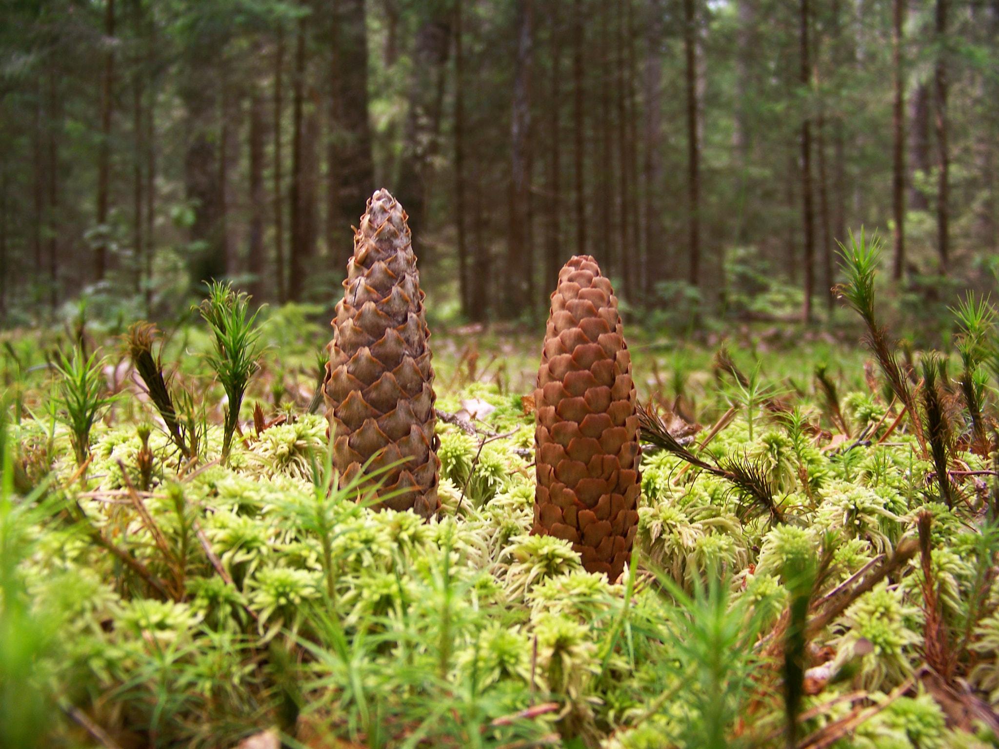 Kodak EASYSHARE Z1012 IS DIGITAL CAMERA sample photo. Forest photography