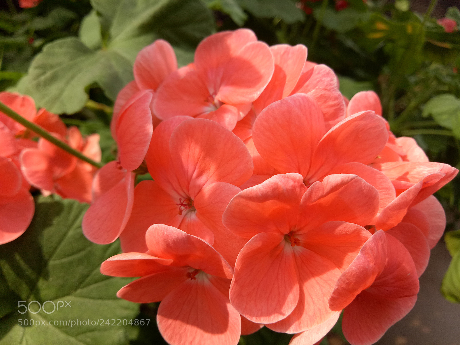 OPPO A1601 sample photo. 01 photography