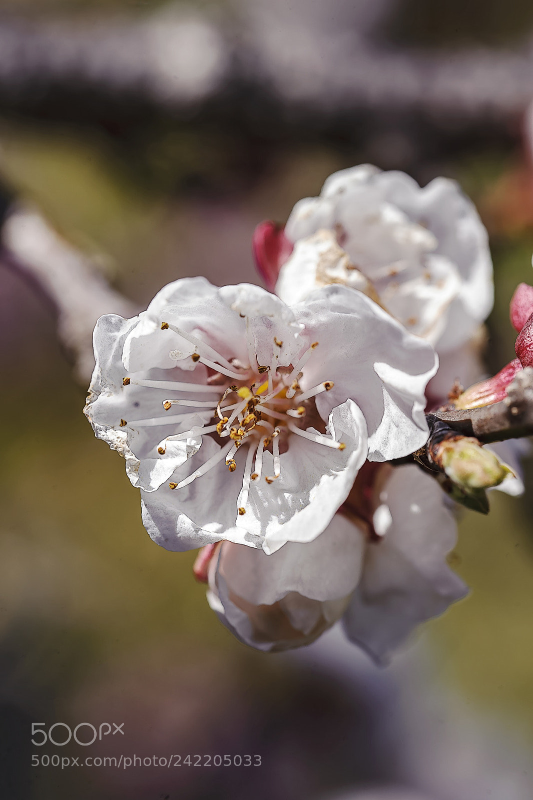 Nikon D3 sample photo. Macro photography