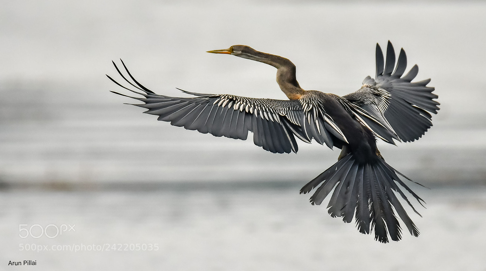 Nikon D500 sample photo. Oriental darter photography
