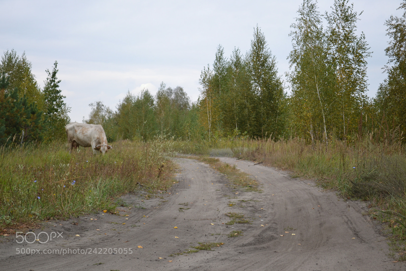 Nikon D3100 sample photo. By the country road. photography