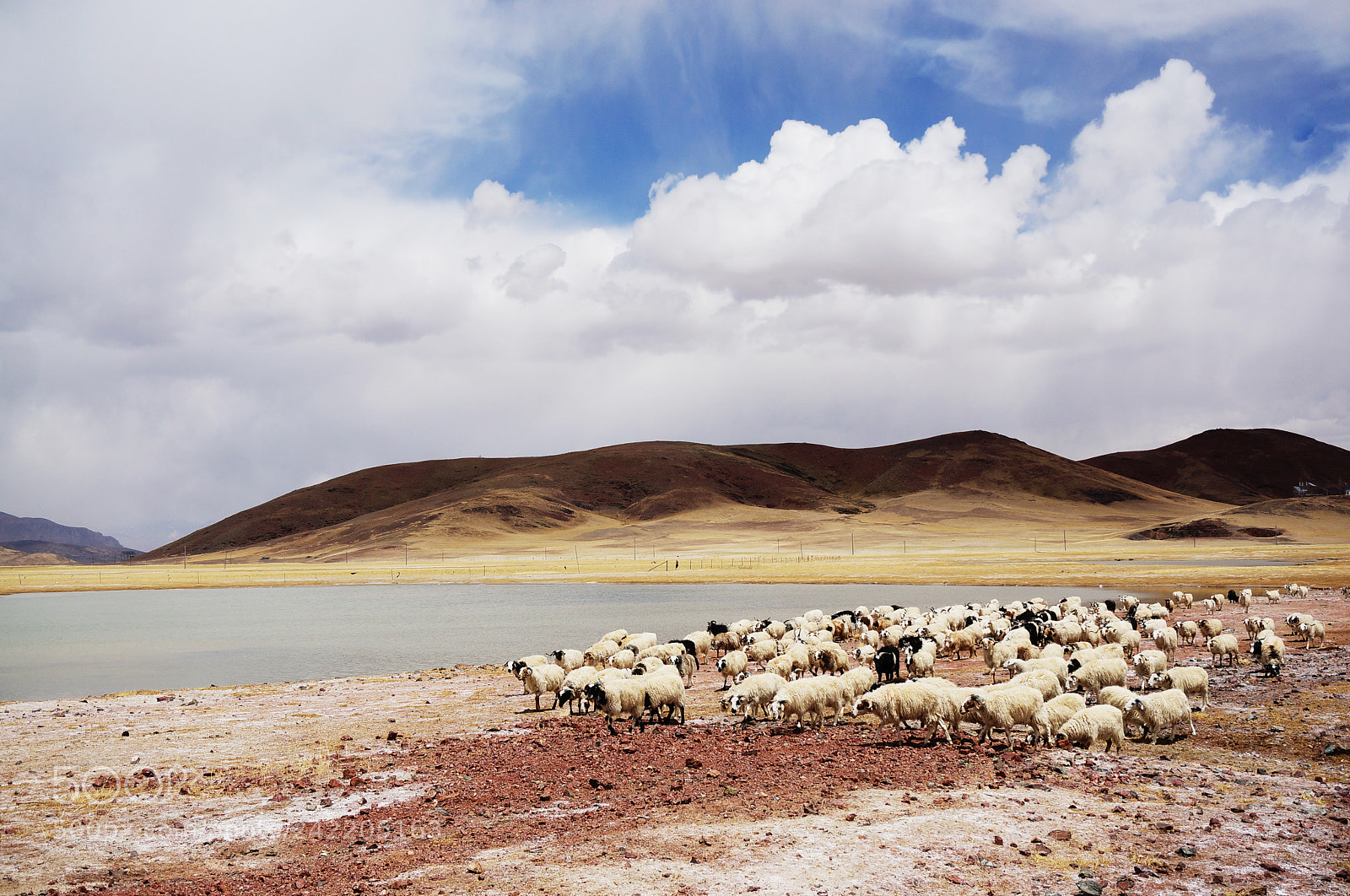 Sony Alpha NEX-6 sample photo. A flock of sheep photography
