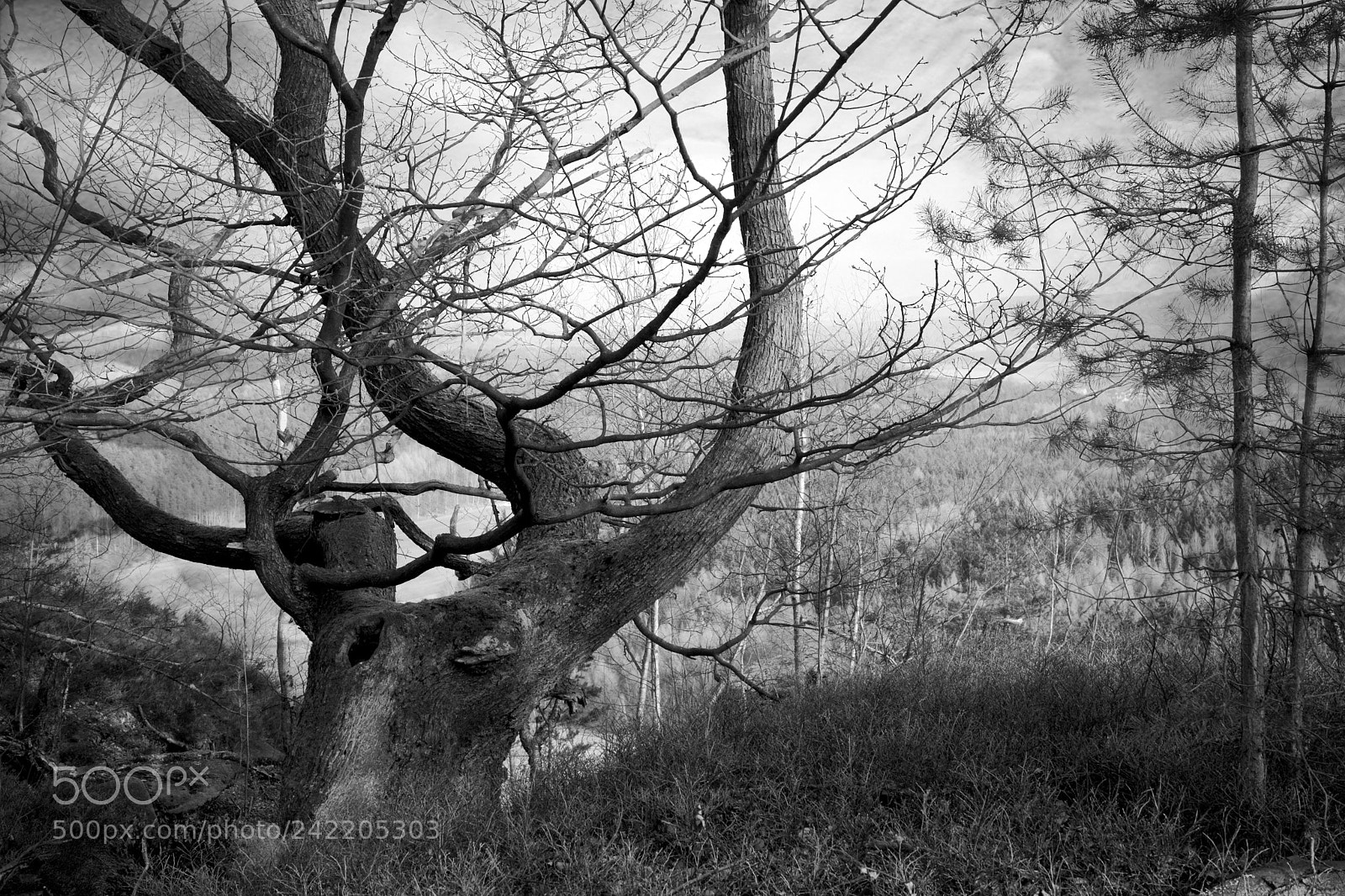 Nikon D7100 sample photo. Trees.... photography