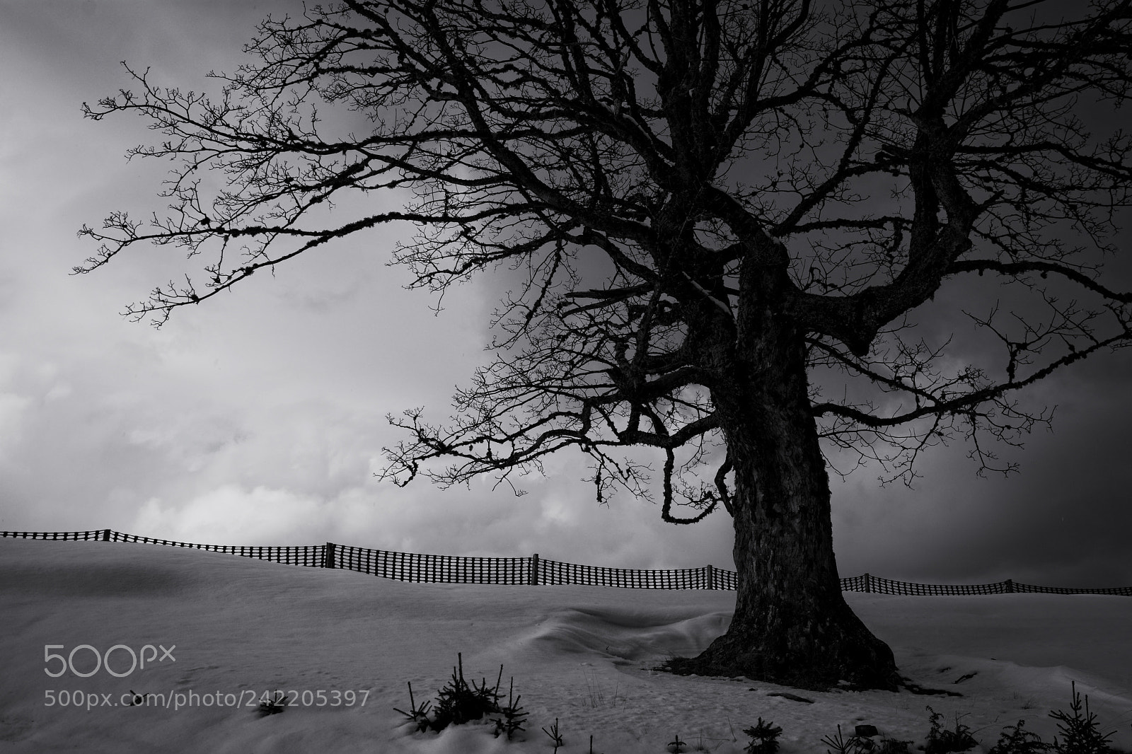 Nikon D7100 sample photo. Trees.... photography
