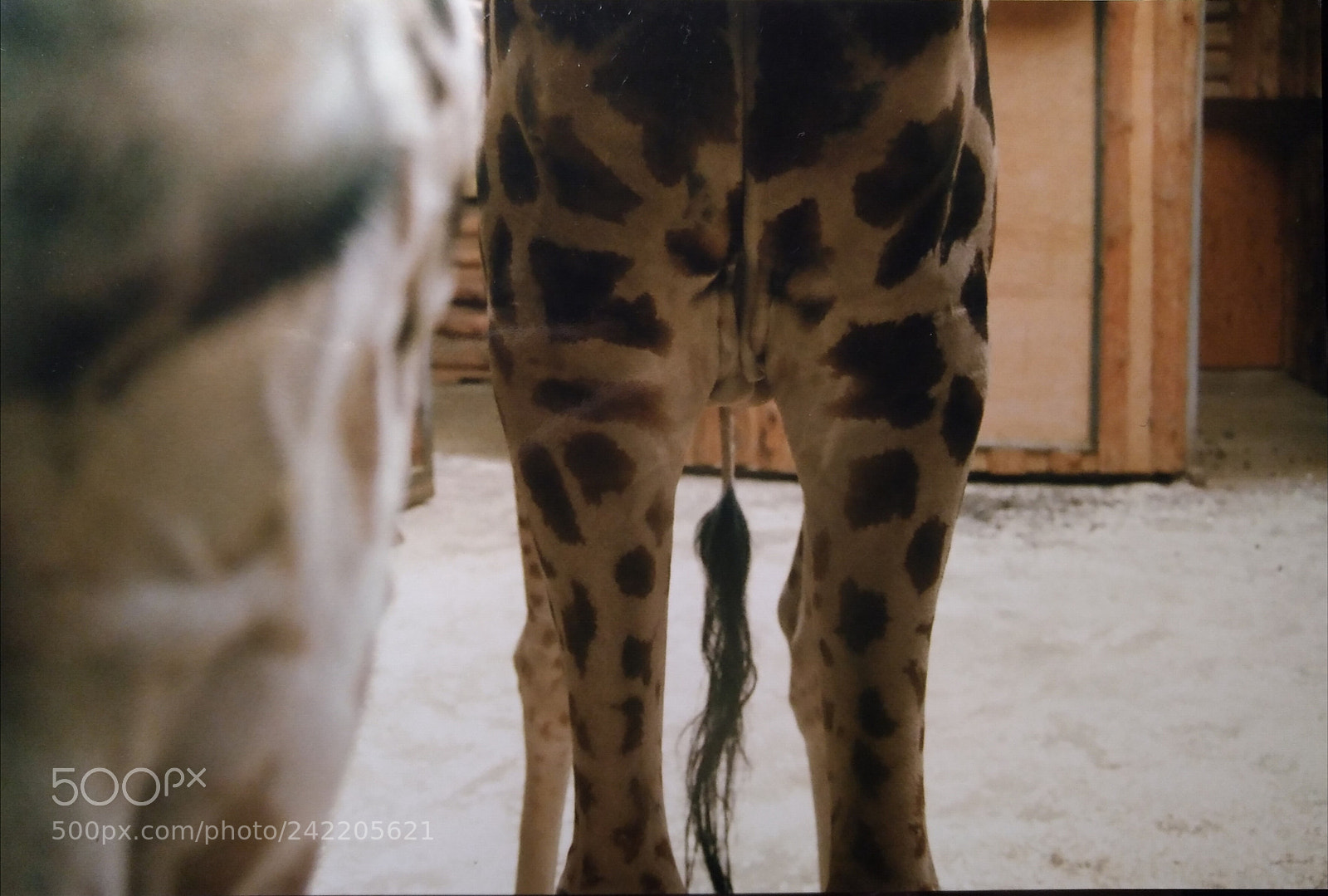 HUAWEI nova sample photo. Giraffe in riga zoo. photography