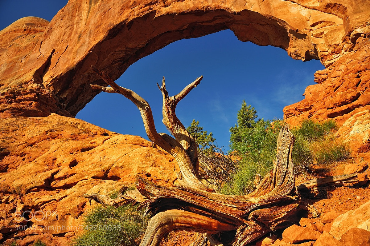 Nikon D700 sample photo. Window tree photography