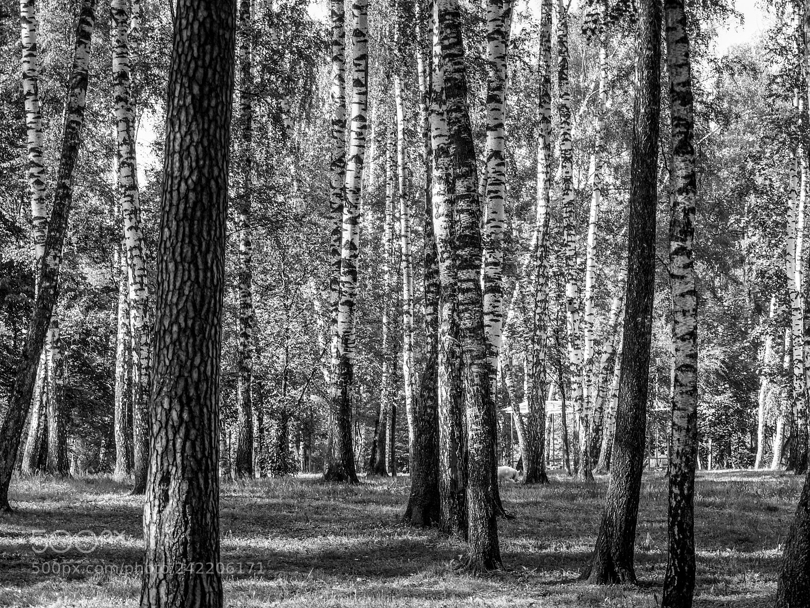 Sony SLT-A58 sample photo. Summer park photography