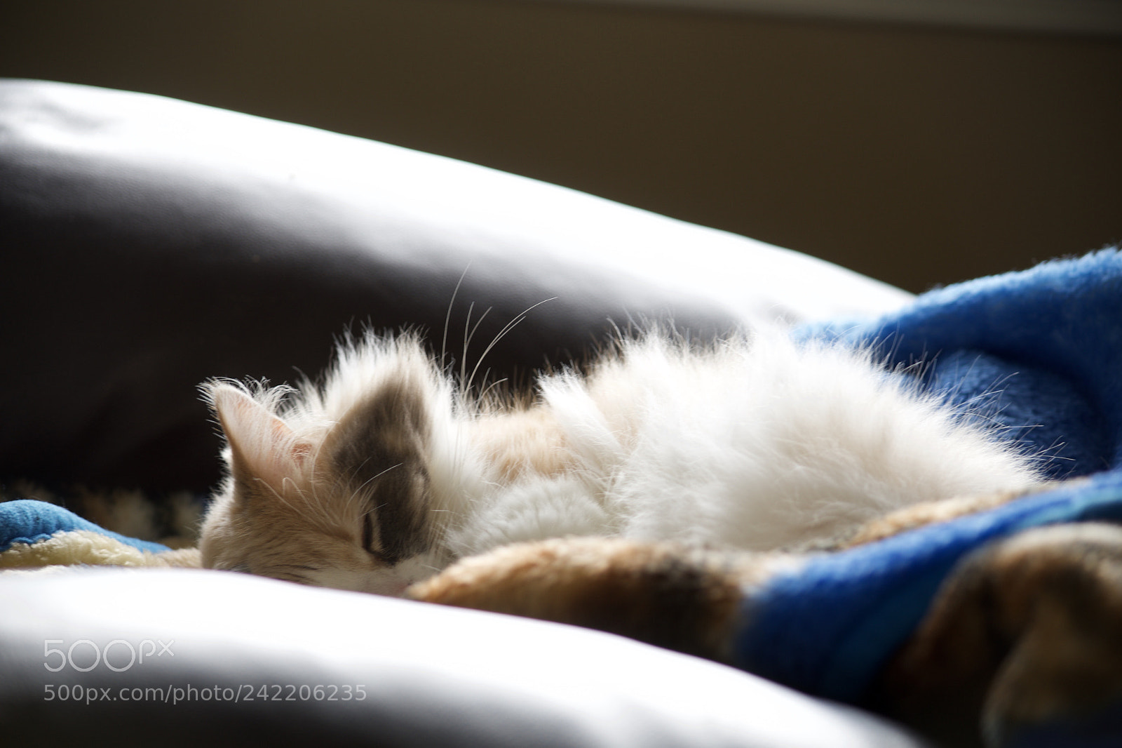 Nikon D500 sample photo. Untitled photography
