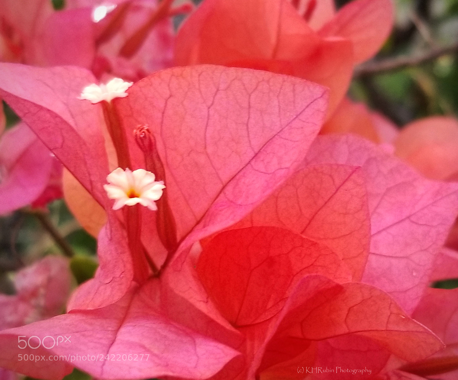 Samsung Galaxy S8 sample photo. Bougainvillea photography