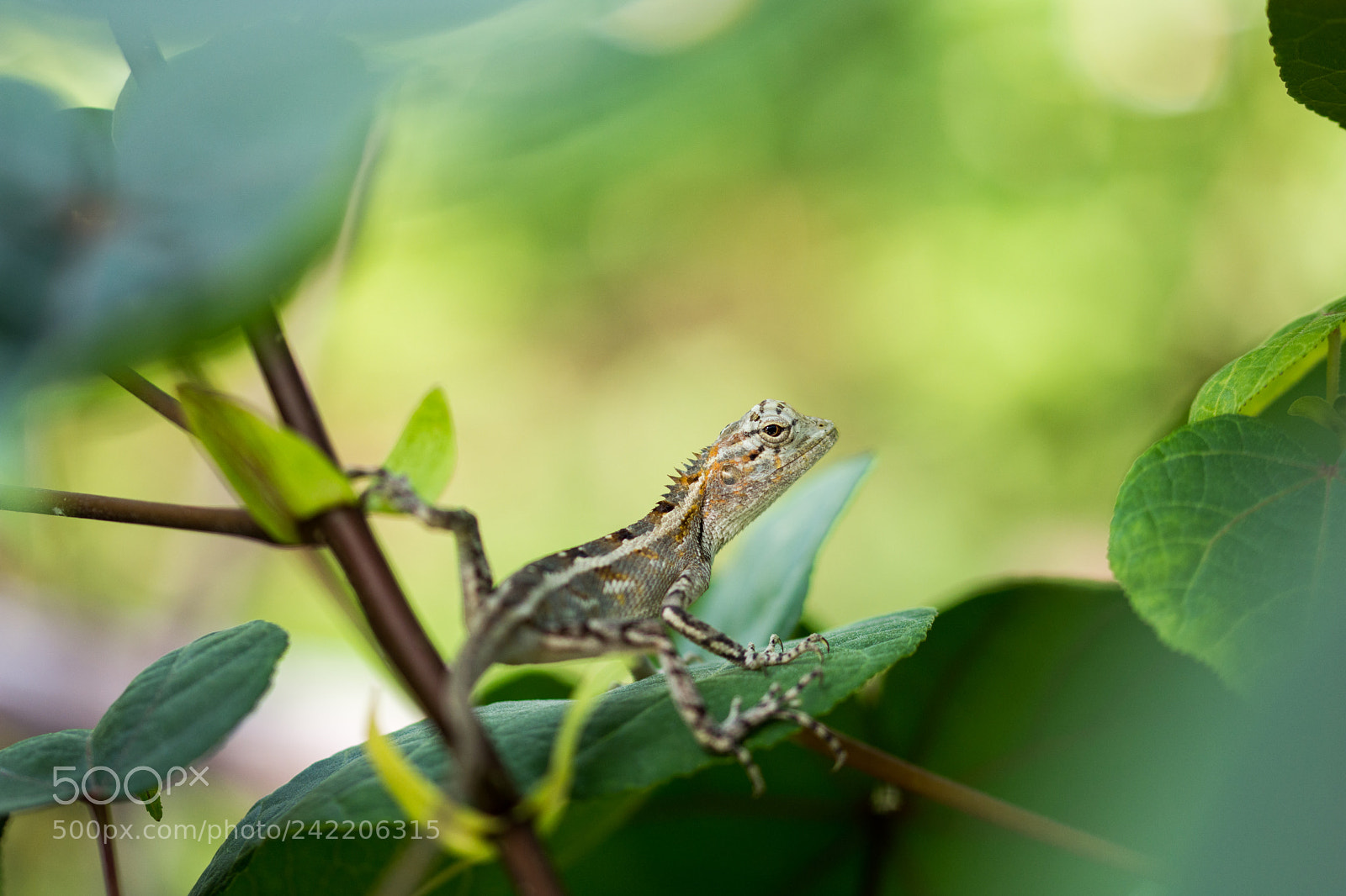 Nikon D7200 sample photo. Ultimate survivor photography