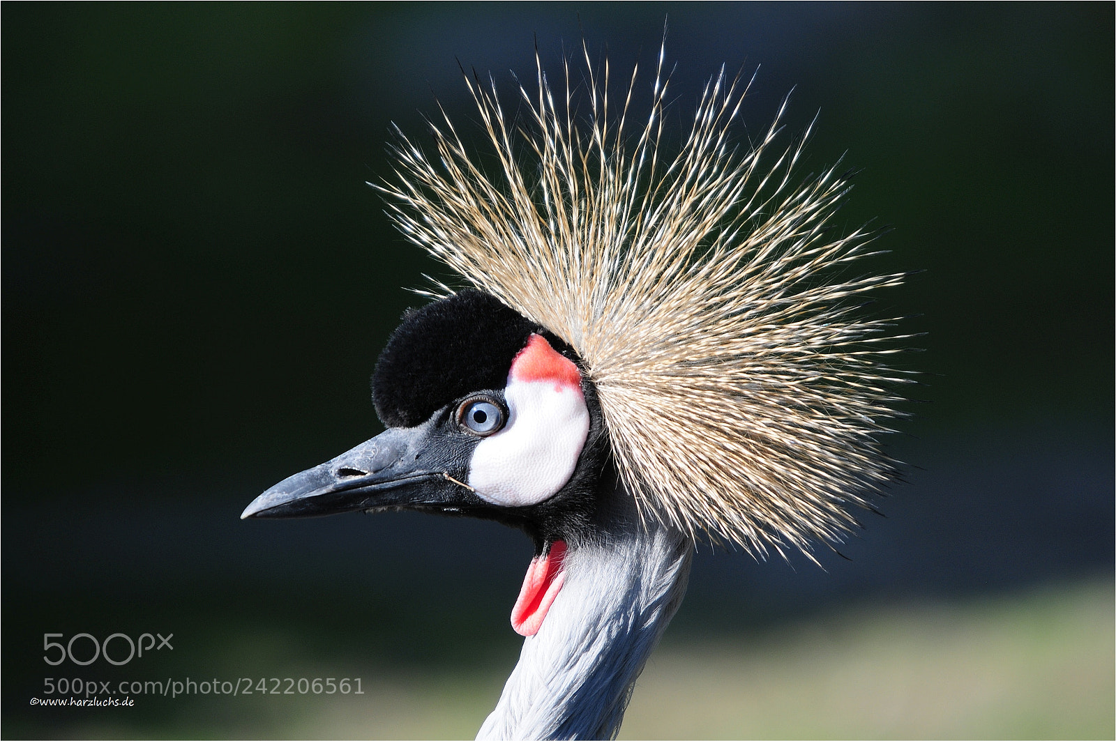Nikon D300 sample photo. Stolzer vogel ... photography