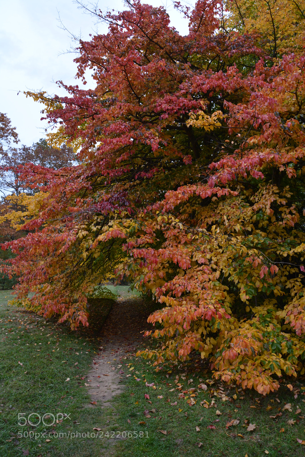 Nikon D7100 sample photo. Autumn mood photography