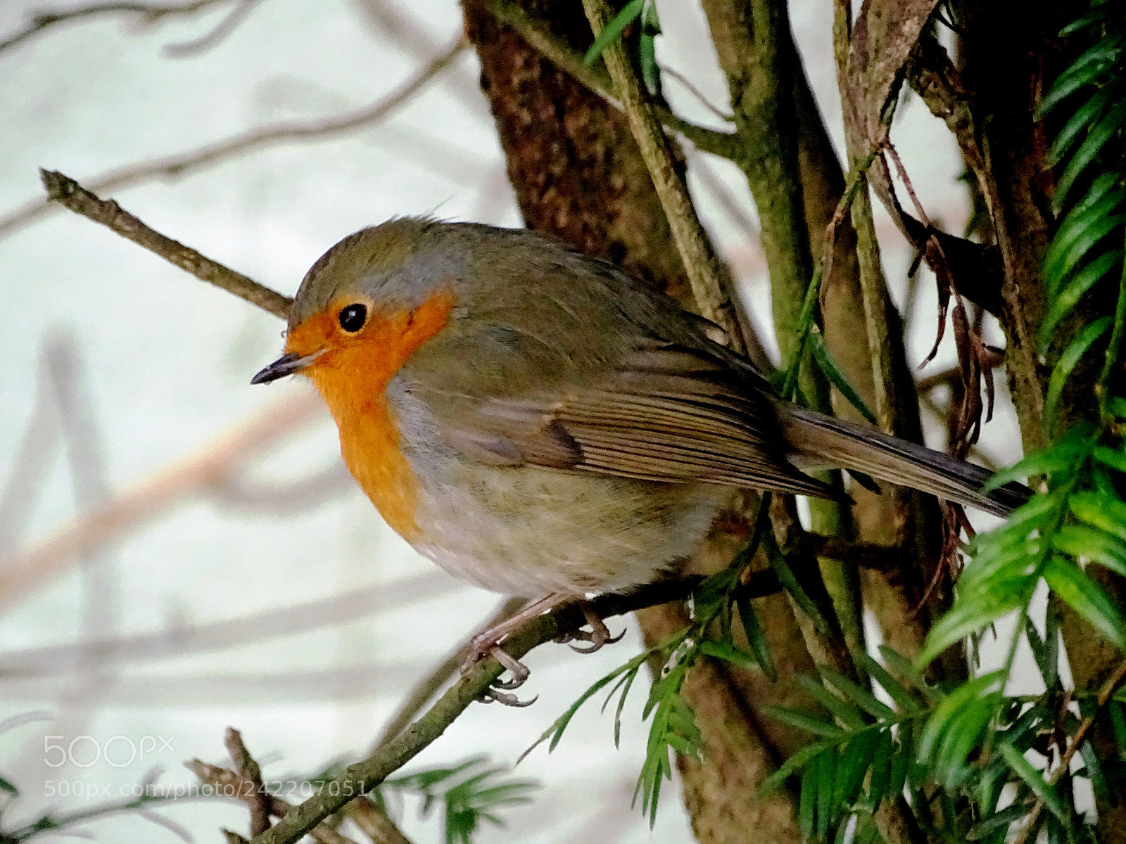 Sony Cyber-shot DSC-HX400V sample photo. Robin in a pine photography