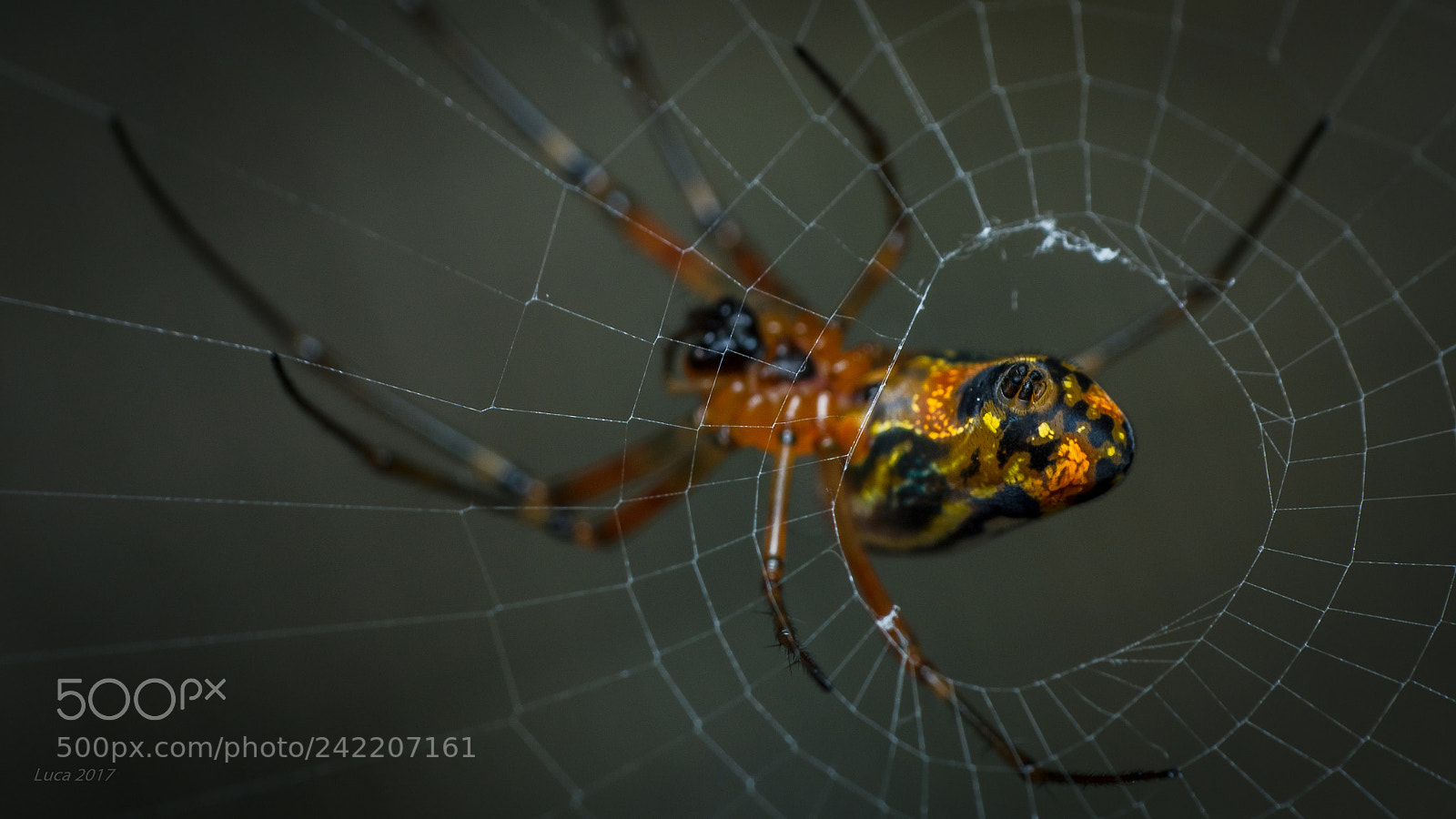 Canon EOS 60D sample photo. Spider light photography