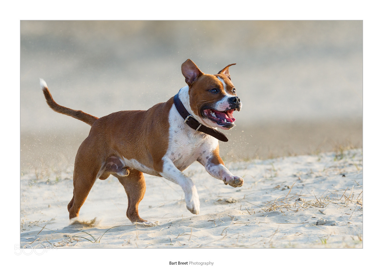 Canon EOS-1D Mark IV sample photo. Adult male american stefford photography