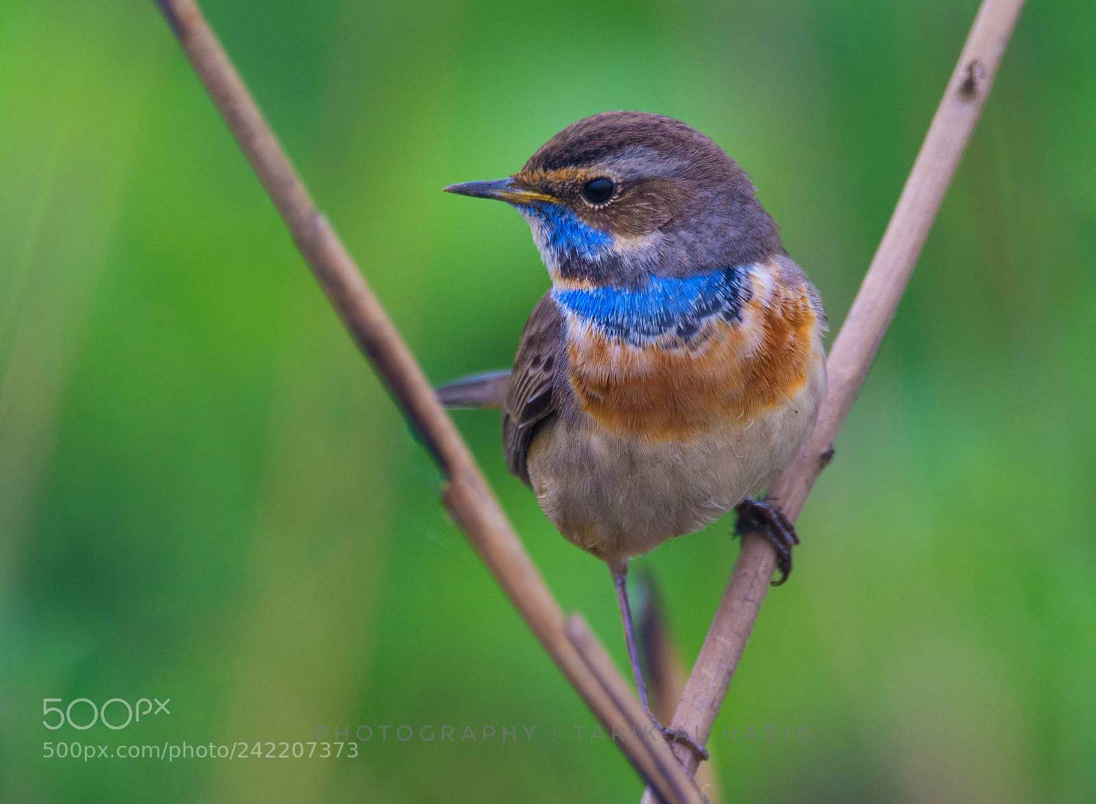 Nikon D7100 sample photo. Bluethroat photography